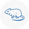 Rat Control East Dereham