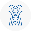 East Dereham Wasp Nest Removal